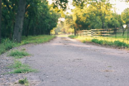 Dog hiking on trail