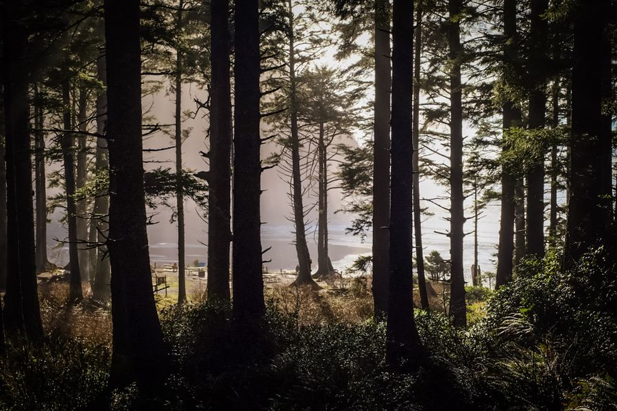 Pet-friendly campground with tents and RVs beside a lake at sunrise